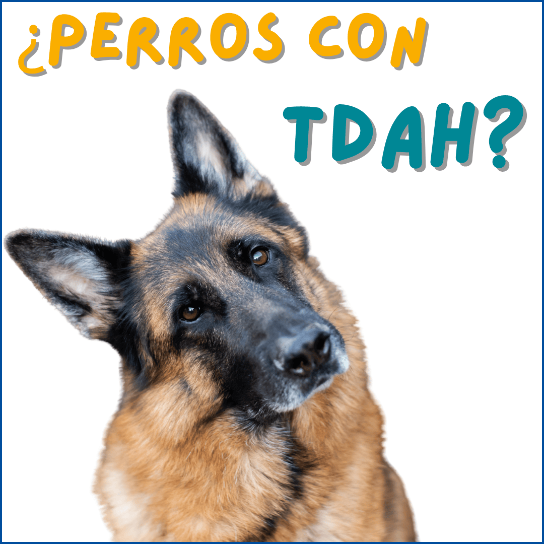 Liderazgo ¿Un husky o un collie? – Patricia Tisner Laguna, image size:1080x1080